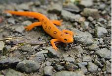 What do pet newts eat?