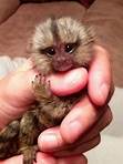 What Are the Best Monkeys to Have as Pets?