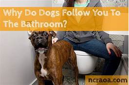 Why Do Pets Follow You to the Bathroom