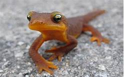 What Do Newts Eat as Pets?