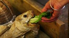 What to Feed Pet Turtle