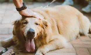 Why Dogs Like to Be Pet