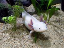 Getting an Axolotl