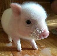 Where Can I Buy a Pet Piglet?