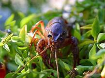 What Do Crayfish Eat as Pets?