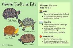 What Do Pet Turtles Need?