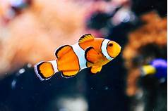 What Is the Best Fish to Have as a Pet?