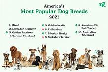 What is the Most Popular Pet in America?