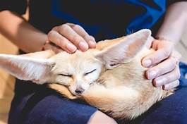 What Do Fennec Foxes Eat as Pets?