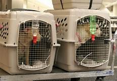 Where Do Pets Go on the Plane?