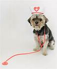 Is There Pet Medical Insurance?