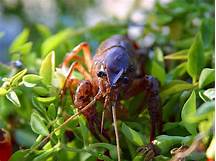 What Do Crayfish Eat?