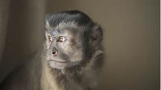 Should Monkeys Be Pets?