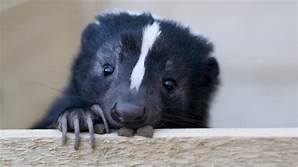 Where Can I Buy a Pet Skunk?