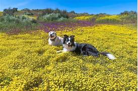 What is the Best Pet Insurance in California?