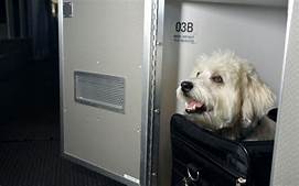 What Airlines Allow Pets in First Class?