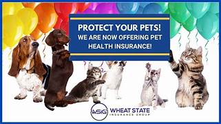 Who Offers Pet Insurance?