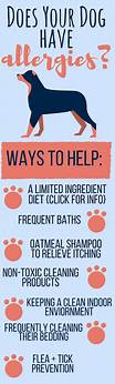 What to Take for Pet Allergies