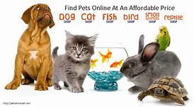 Where to Buy Pets Online: A Comprehensive Guide