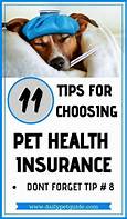 Is There Health Insurance for Pets?