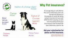 What Pet Insurance Should I Get?