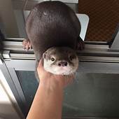 Where to Buy a Pet Otter: A Complete Guide