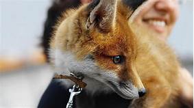 Where Can You Buy a Pet Fox?