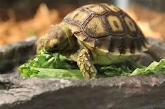 What Do Pet Tortoises Eat?