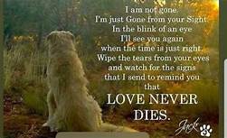 What to Say When a Pet Dies: A Poem