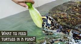 What Do You Feed a Pet Turtle?