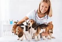 What Is Pet Day Care?