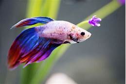 Where Can I Get a Pet Fish?