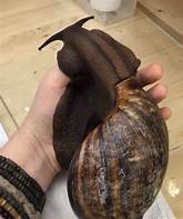 Where Can I Get a Pet Snail