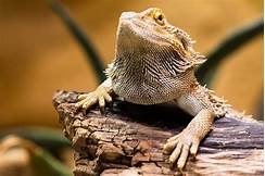 What Reptile Makes the Best Pet?