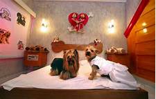 Which Hotels Do Not Allow Pets?