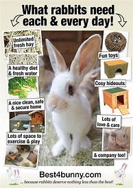 What Do You Need for a Pet Bunny?