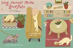 Why Are Ferrets Good Pets?