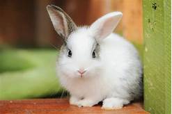 Where Can You Buy a Pet Bunny?