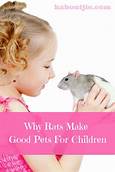 Why Rats Make Good Pets