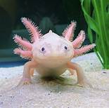 Where to Get a Pet Axolotl