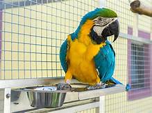 Where Can I Buy Pet Birds Near Me?