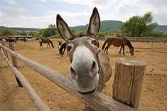 Which Celebrities Have Donkeys?