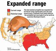 What States Can You Have a Pet Armadillo?