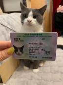 What is a Pet License Cat?