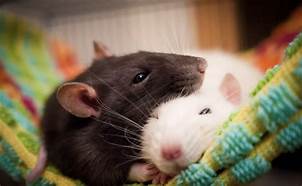 Why Do Rats Make Good Pets?