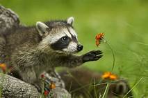 What Do You Feed a Pet Raccoon?