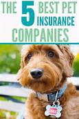 What is the Best Pet Insurance Company?