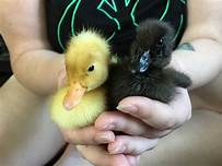 Where Can I Buy a Pet Duckling?