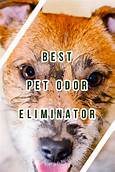 What is the Best Pet Odor Eliminator?