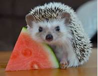 Where to Buy a Pet Hedgehog